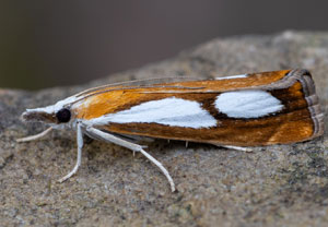 Trockenwald-Mooszünsler (Catoptria pinella), 25.06.2024, Hürth