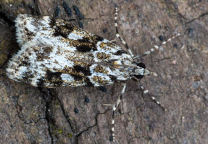 Schwarzfleck-Mooszünsler (Eudonia delunella), 19.05.2024, Hürth