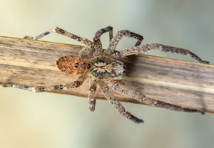 Nosferatu-Spinne (Zoropsis spinimana), 05.11.2022, Hürth