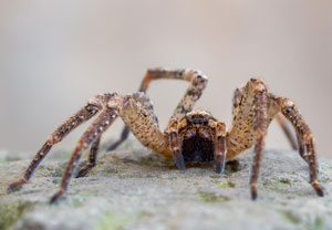 Nosferatu-Spinne (Zoropsis spinimana), 12.11.2022, Hürth