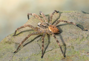 Nosferatu-Spinne (Zoropsis spinimana), 05.11.2022, Hürth