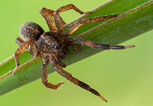 Erdwolfspinne (Trochosa terricola)