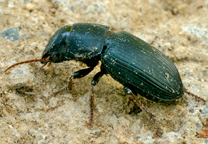 Acinopus picipes &ndash; Foto 2