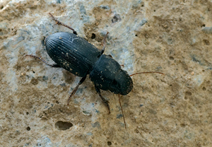 Acinopus picipes &ndash; Foto 1