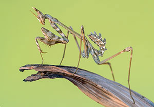 Empusa fasciata