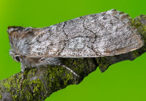 Gelbhorn-Eulenspinner (Achlya flavicornis), 30.03.2025, Hürth