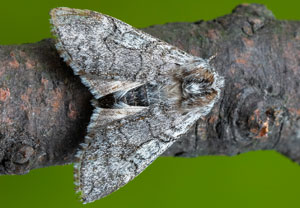 Gelbhorn-Eulenspinner (Achlya flavicornis), 30.03.2025, Hürth