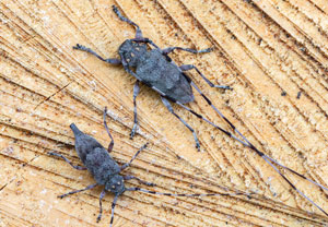Zimmermannsbock (Acanthocinus aedilis), 06.04.2025, Rozendaal