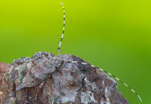 Zimmermannsbock (Acanthocinus aedilis), 06.04.2025, Rozendaal