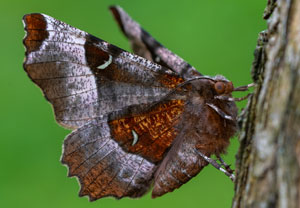 Violettbrauner Mondfleckspanner (Selenia tetralunaria), 14.04.2025, Wyry