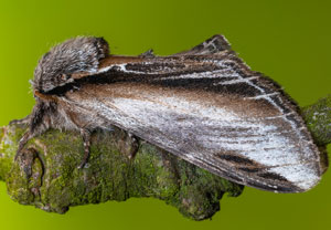 Pappel-Zahnspinner (Pheosia tremula), 19.04.2025, Wyry