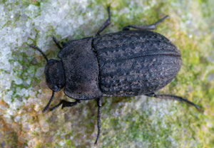 Gemeiner Staubkäfer (Opatrum sabulosum), 14.04.2025, Kraśnik Dolny