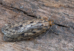 Samenmotte (Hofmannophila pseudospretella)