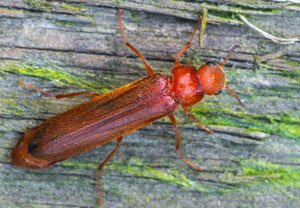 Sägehörniger Werftkäfer (Hylecoetus dermestoides), 17.04.2025, Wyry