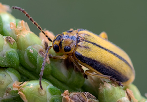 Ulmenblattkäfer (Xanthogaleruca luteola) – Foto 2