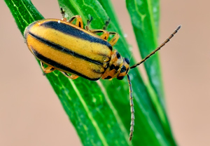 Ulmenblattkäfer (Xanthogaleruca luteola) – Foto 3