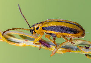 Ulmenblattkäfer (Xanthogaleruca luteola), 25.07.2022, Vir