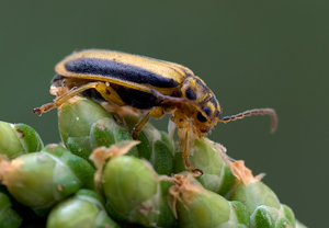 Ulmenblattkäfer (Xanthogaleruca luteola) – Foto 1