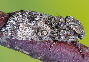 Großkopf-Rindeneule (Acronicta megacephala), 07.05.2025, Hürth