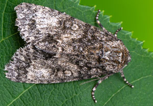 Großkopf-Rindeneule (Acronicta megacephala), 07.05.2025, Hürth