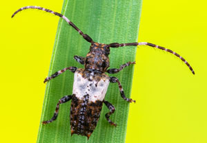Doppeldorniger Wimperbock (Pogonocherus hispidulus), 04.05.2025, Hürth