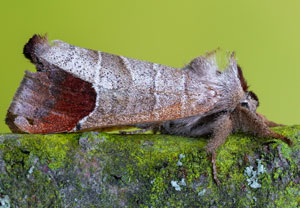 Erpelschwanz-Raufußspinner (Clostera curtula), 12.05.2025, Hürth