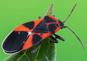 Schwalbenwurzwanze (Tropidothorax leucopterus), 10.05.2025, Niederzissen