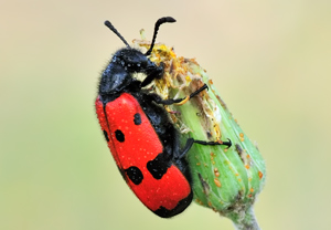 Vierpunktiger Ölkäfer (Mylabris quadripunctata) &ndash; Foto 2