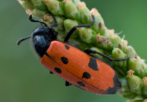 Vierpunktiger Ölkäfer (Mylabris quadripunctata)