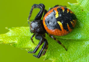 Südliche Glanz-Krabbenspinne (Synema globosum), 25.05.2025, Erftstadt