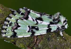 Seladoneule (Moma alpium), 22.05.2025, Hürth