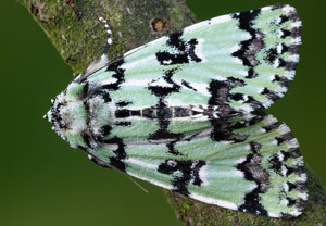 Seladoneule (Moma alpium), 22.05.2025, Hürth