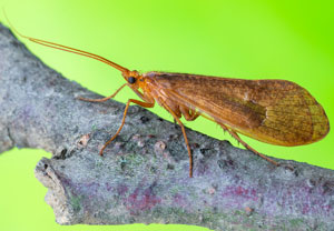 Bräunlich-durchscheinende Köcherfliege (Stenophylax permistus), 01.05.2025, Hürth