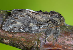 Eichen-Zahnspinner (Peridea anceps), 25.04.2025, Wyry