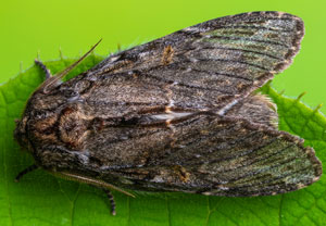 Eichen-Zahnspinner (Peridea anceps), 25.04.2025, Wyry