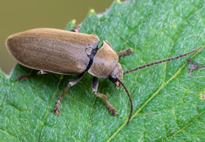 Behaarter Moorweichkäfer (Dascillus cervinus), 10.06.2025, Schönau