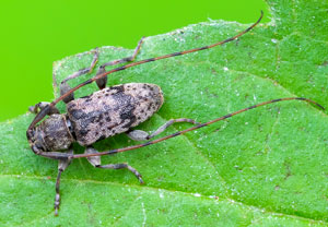 Leiopus femoratus, 05.07.2025, Köln