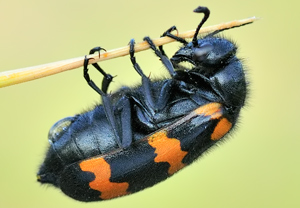 Veränderlicher Ölkäfer (Mylabris variabilis) – Foto 2