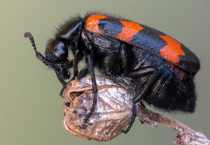 Veränderlicher Ölkäfer (Mylabris variabilis), 16.07.2022, Vir