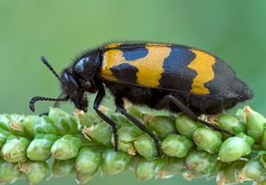 Veränderlicher Ölkäfer (Mylabris variabilis)