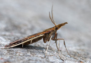 Dürrwiesen-Zünsler (Synaphe punctalis), 05.07.2025, Hürth