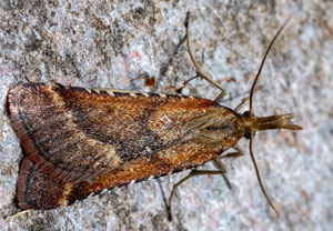 Dürrwiesen-Zünsler (Synaphe punctalis)