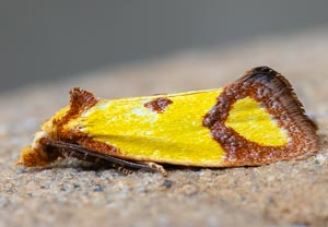 Flockenblumen-Wickler (Agapeta zoegana), 20.08.2025, Baska