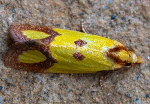 Flockenblumen-Wickler (Agapeta zoegana), 20.08.2025, Baska