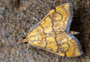 Anania verbascalis, 21.08.2025, Baska