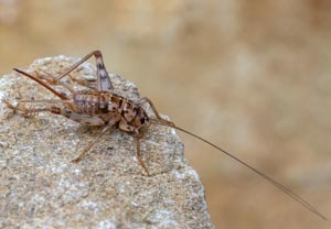 Stumme Grille (Gryllomorpha dalmatina), 20.08.2025, Baska
