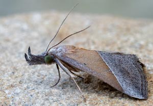Südliche Schnabeleule (Hypena lividalis), 20.08.2025, Baska