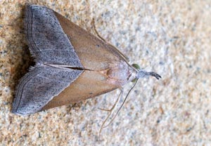 Südliche Schnabeleule (Hypena lividalis), 20.08.2025, Baska