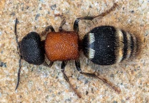 Tropidotilla litoralis, 19.08.2025, Baska