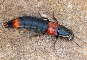 Astrapaeus ulmi, 06.08.2025, Baska